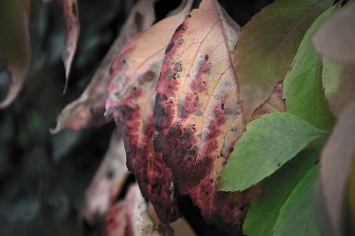 De kleuren van de herfst in verschillende pracht