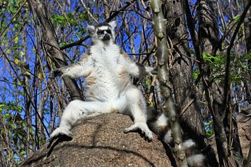 Ring-tailed lemur in the forest by Antwan Janssen