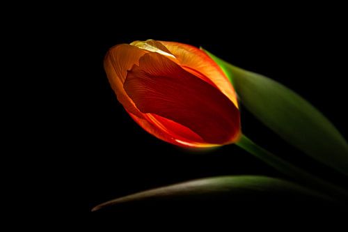 Tulip