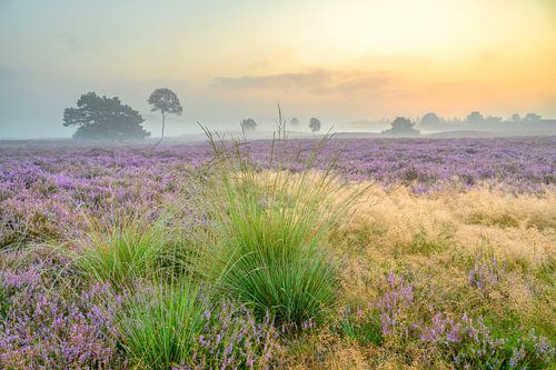 Zonsopgang boven een heidelandschap