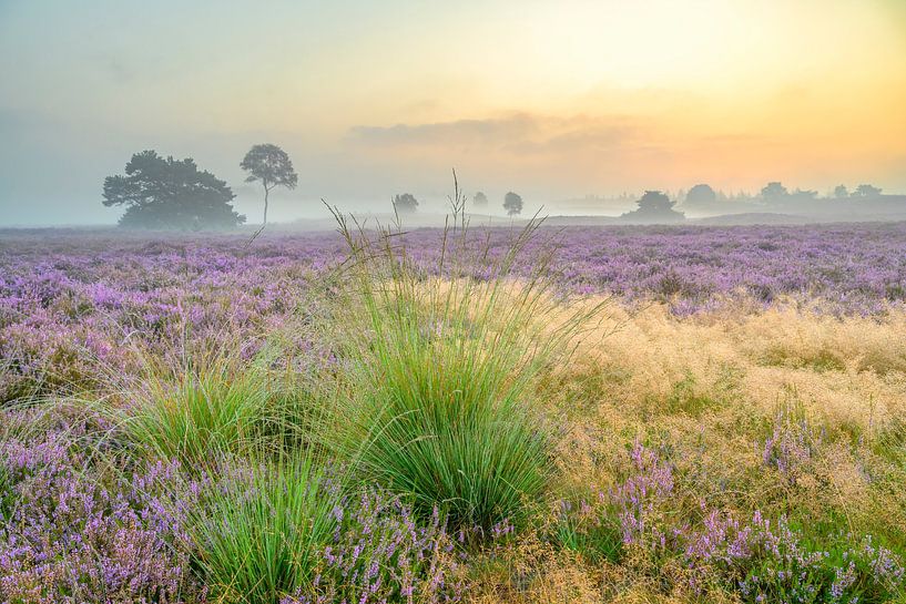 Sunrise over a heather landscape  by Sjoerd van der Wal Photography