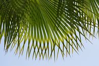 Feuille de palmier verte et ciel bleu sur la plage par Adriana Mueller Aperçu
