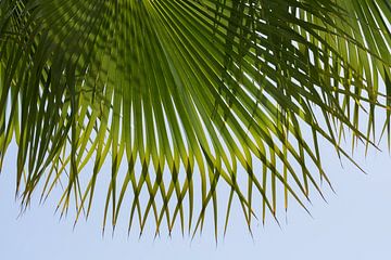 Groene palmbladeren en blauwe lucht op het strand van Adriana Mueller