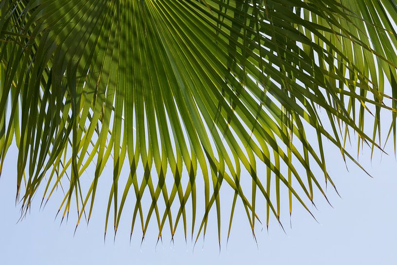 Feuille de palmier verte et ciel bleu sur la plage par Adriana Mueller