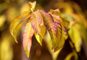 Herbst von erikaktus gurun