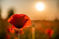 Coquelicots à Malines