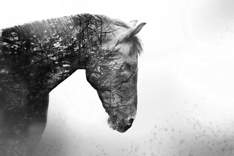 Pine Horse van Kim van Beveren