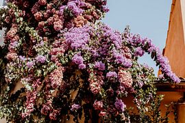 Kleurijke bloemen in hartje zomer van Verdwaald in Beeld