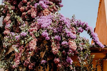 Kleurijke bloemen in hartje zomer van Suzanne Fotografie