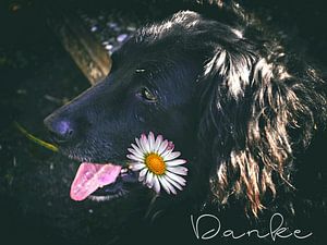 Danke