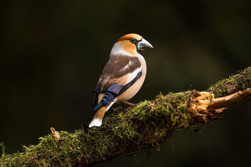 Appelvink in mooi licht by Ben Bokeh