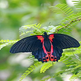 Papilionacée écarlate (Papilio rumanzovia) sur Wiltrud Schwantz