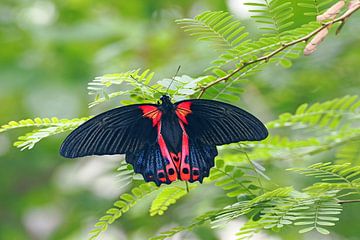 Scharlaken Zwaluwstaart (Papilio rumanzovia) van Wiltrud Schwantz