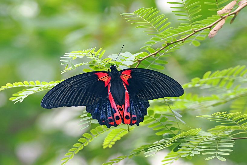Scharlachroter Schwalbenschwanz (Papilio rumanzovia) von Wiltrud Schwantz