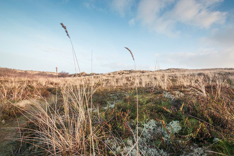 Mos en helmgras in het landschap van het waddeneiland van Marjan Schmit Visser