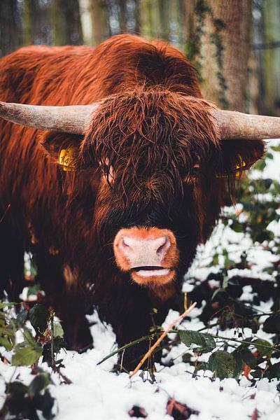 Scottish Highlander by Floor Schreurs