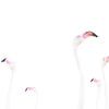 Les flamants roses dans une beauté minimaliste sur Alex Pansier