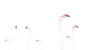 Flamingo’s in Minimalistische Schoonheid van Alex Pansier