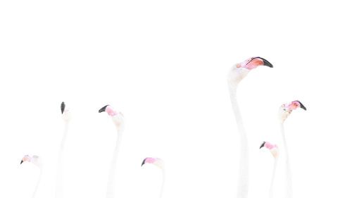 Les flamants roses dans une beauté minimaliste sur Alex Pansier
