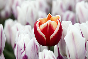 eine weiß-rote Tulpe zwischen weiß-violetten Tulpen