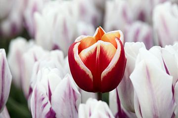 eine weiß-rote Tulpe zwischen weiß-violetten Tulpen von W J Kok