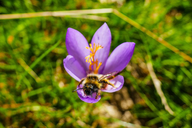 Biene auf Krokusse von Stijn Cleynhens