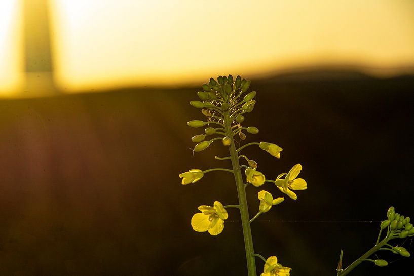 Nature in the Erzgebirge by Johnny Flash