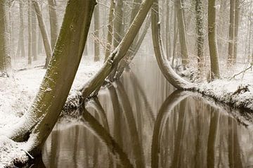Buchen im Winter von Paul van Gaalen, natuurfotograaf