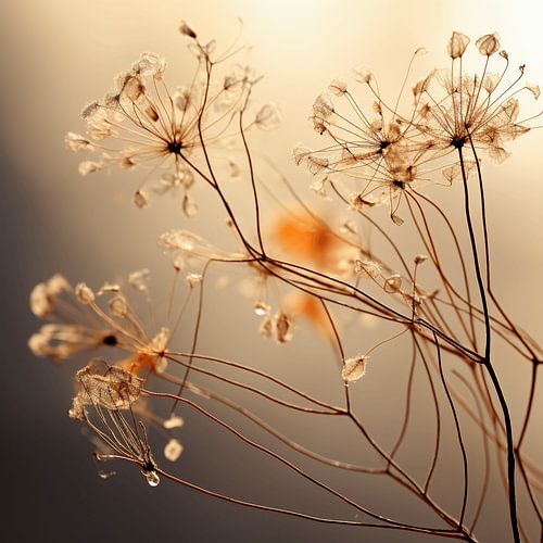 Dried tree seeds as Art of Simplicity in colourful autumn