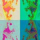 Vier vossen (gespiegeld) van Pierre Timmermans thumbnail