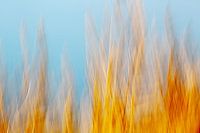 De rietstengels staan in vuur en vlam (ICM fotografie)