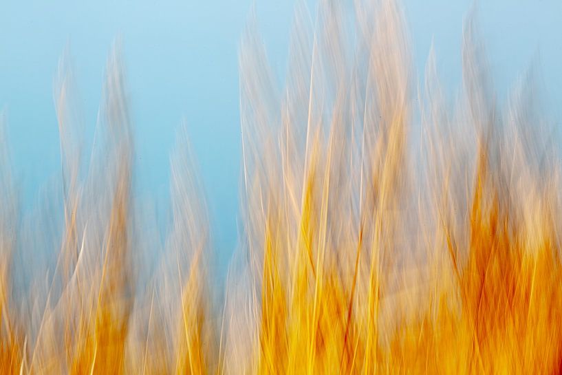 The reeds are on fire (ICM photography) by Fotografie Jeronimo