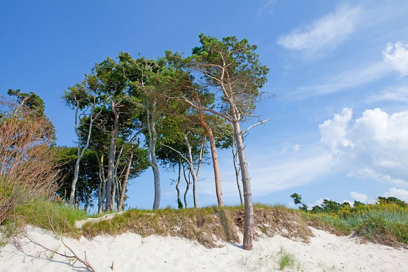 Baltic Sea: Darß - West Beach by t.ART