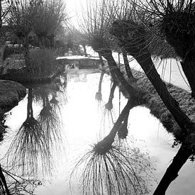 Weiden im Nebel(1) von joyce kool