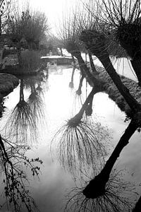 les saules dans la brume(1)