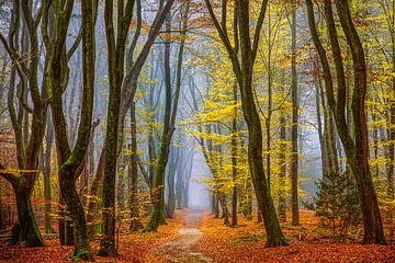 Autumn in the Netherlands by Lars van de Goor