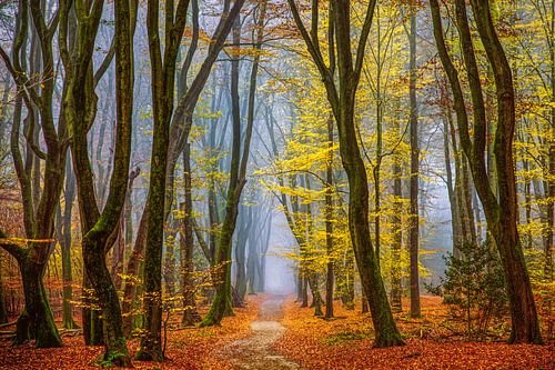 Der Herbst in den Niederlanden