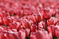 Tulpen