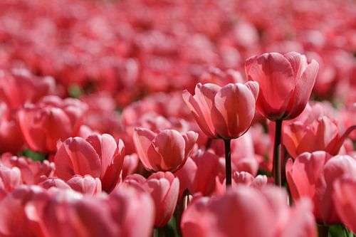 Tulpen