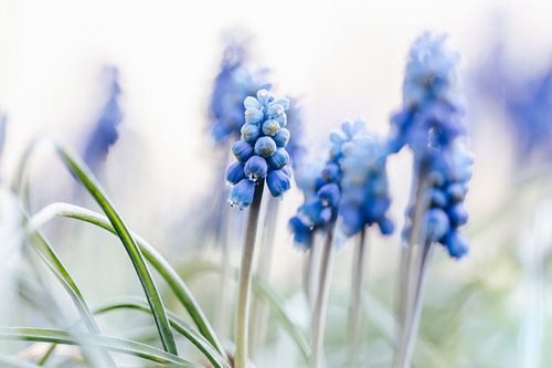 Blauwe druifjes vintage