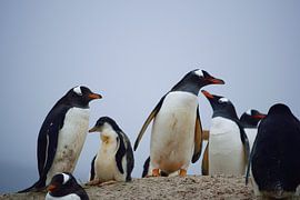 Een ezelspinguïn kijkt rond van Frank's Awesome Travels