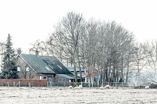 Ferme entre Roosendaal et Nispen (Brabant)