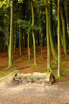 Forest van Ostsee Bilder