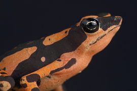 Hoogmoed's Harlequin Toad (Atelopus hoogmoedi) by Ronald Pol