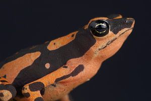 Crapaud arlequin (Atelopus high-mothi)