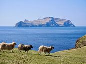 Sheep on the Faroe Islands by Judith van Wijk thumbnail