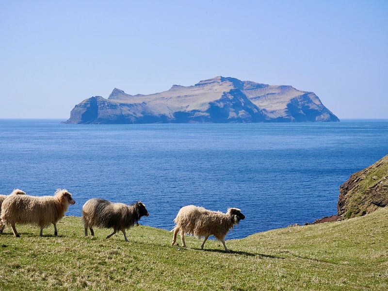 Sheep on the Faroe Islands by Judith van Wijk