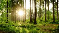 Zonsopgang in het bos