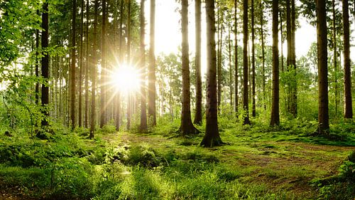 Sonnenaufgang im Wald