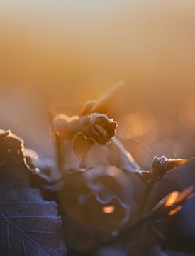 Frozen Beauty: Morning light on an Autumn bud by bart dirksen